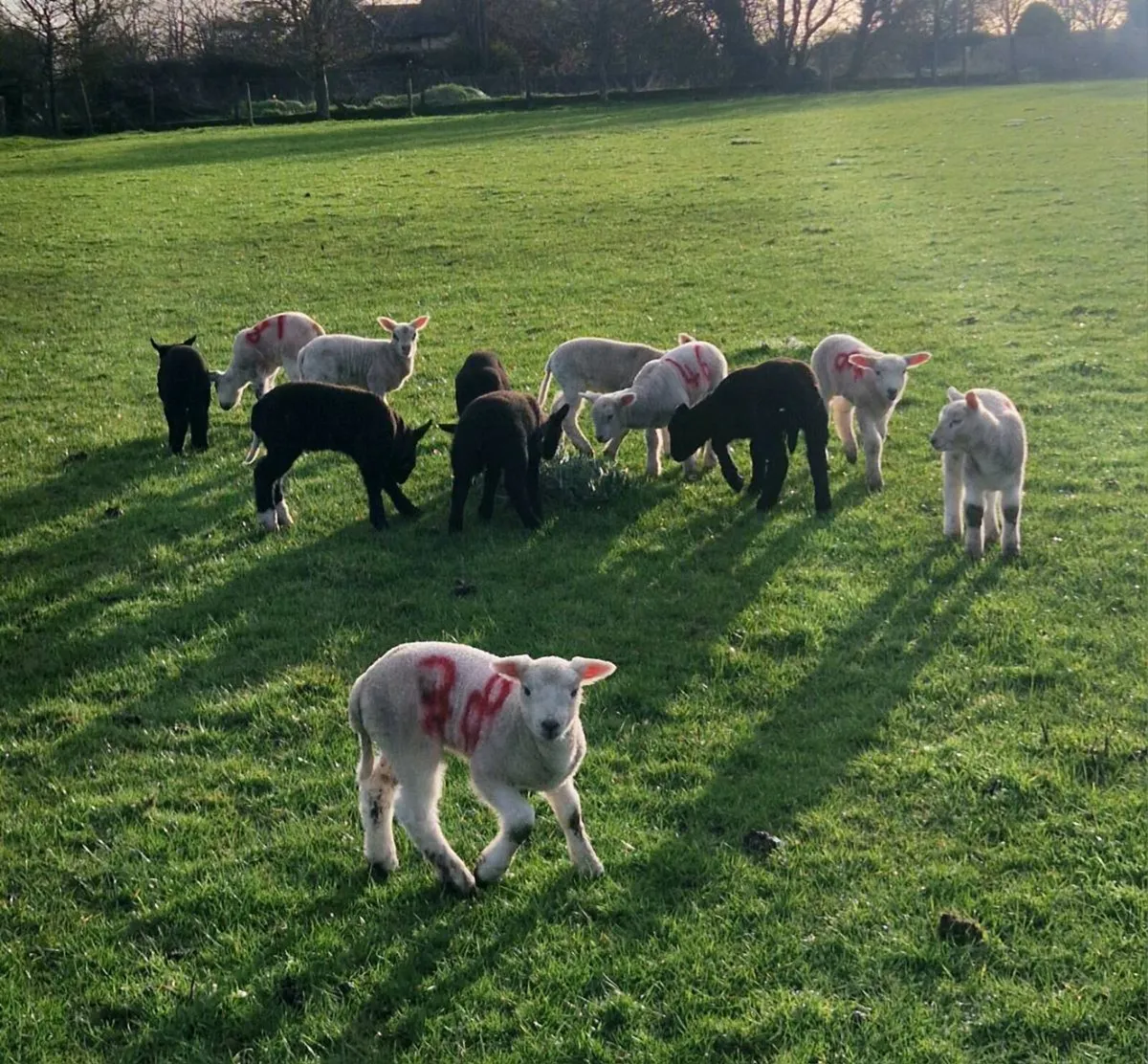 Ewes and lambs - Image 2