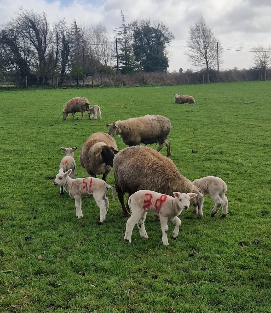Ewes and lambs - Image 1
