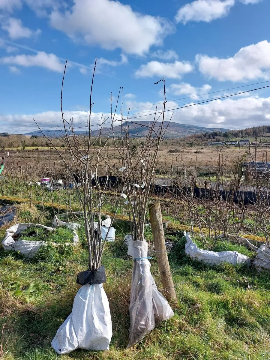 Bareroot Apple Trees - Image 4
