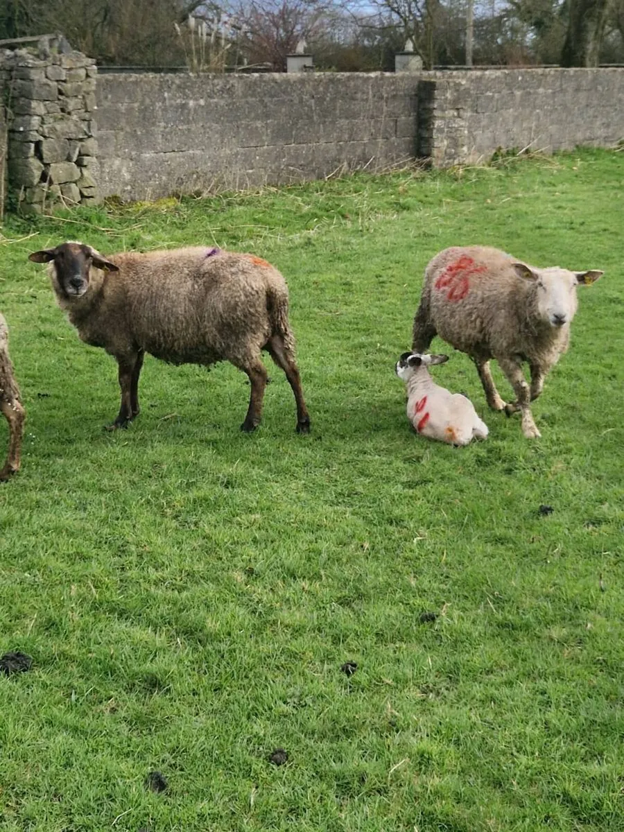 Ewes and lambs - Image 4