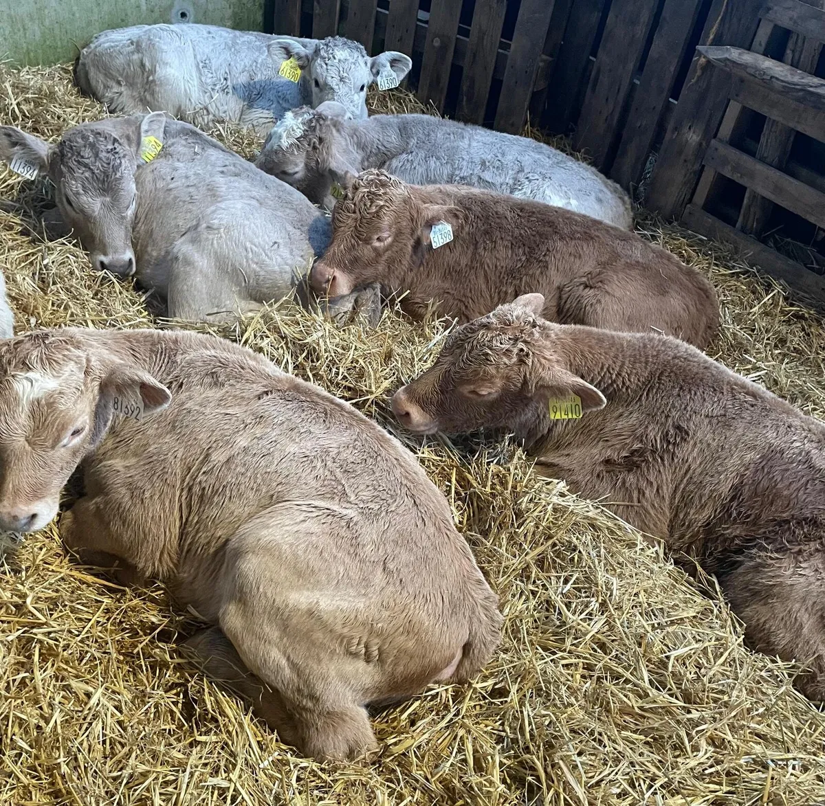 25 CH calves in New Ross mart tomorrow - Image 4