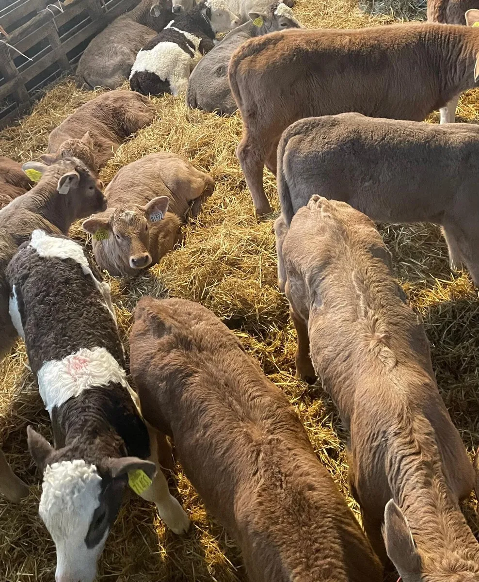 25 CH calves in New Ross mart tomorrow - Image 1