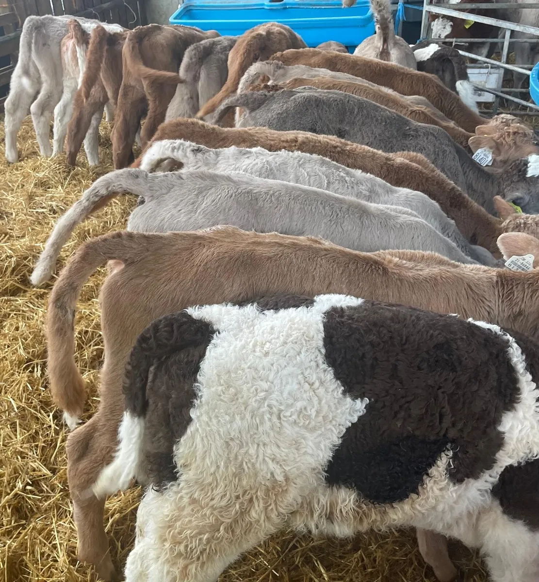 25 CH calves in New Ross mart tomorrow - Image 2