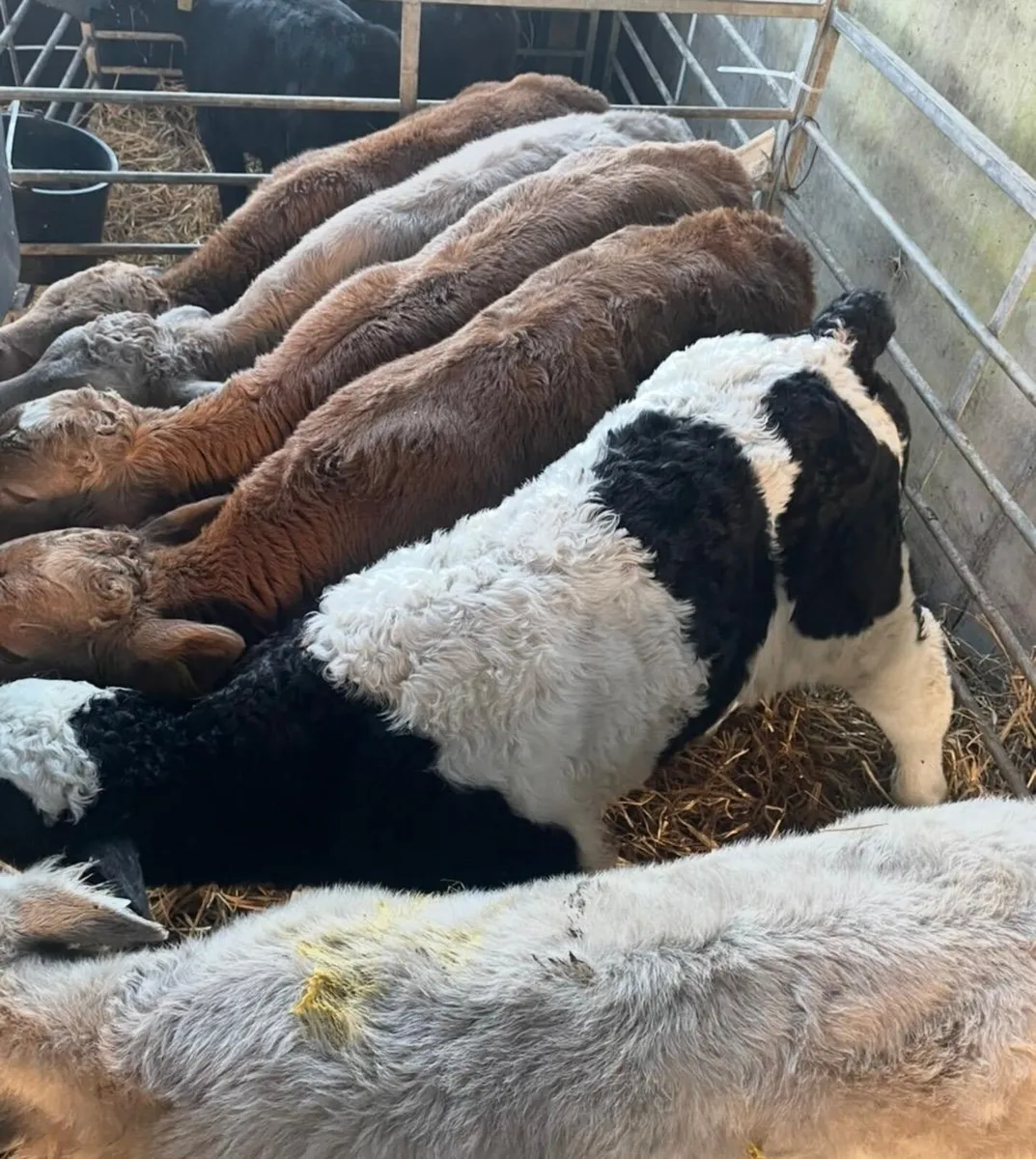 25 CH calves in New Ross mart tomorrow - Image 3