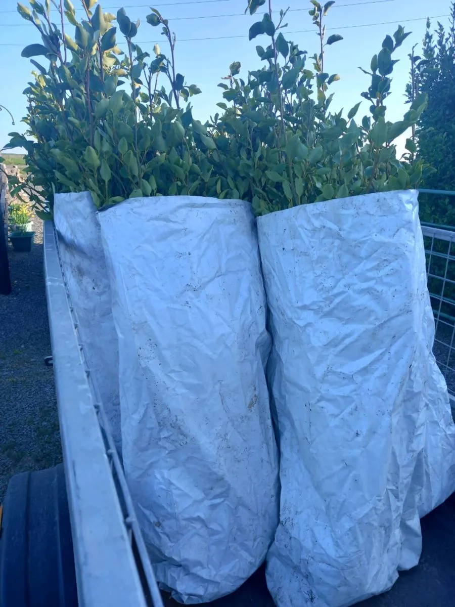 Hedging plants - Image 1