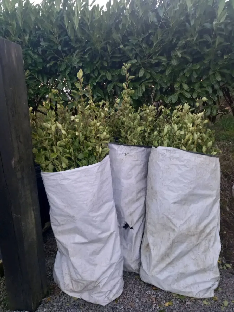 Hedging plants - Image 2