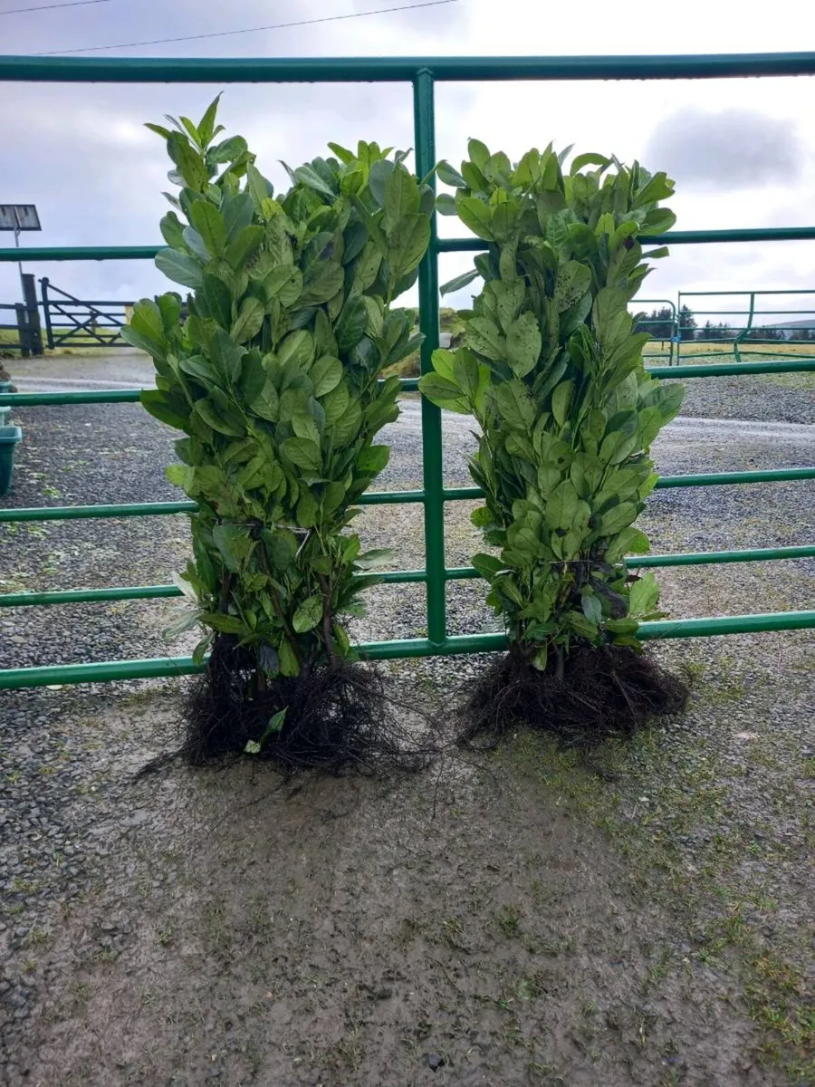 Hedging plants - Image 4