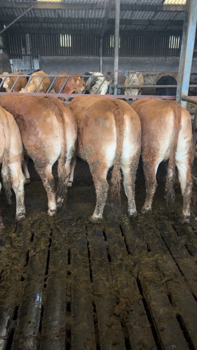 Continental heifers - Image 2