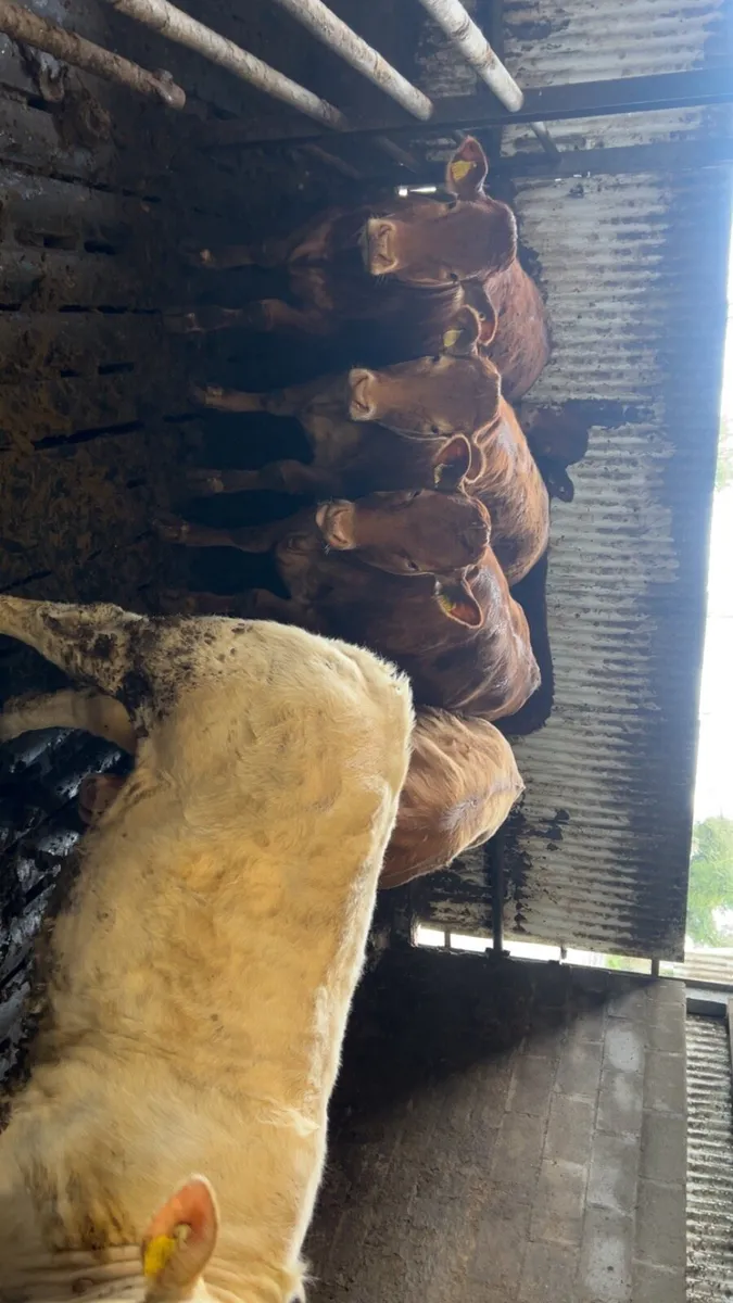 Continental heifers - Image 3