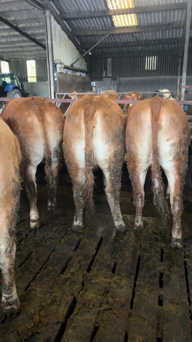 Continental heifers - Image 1