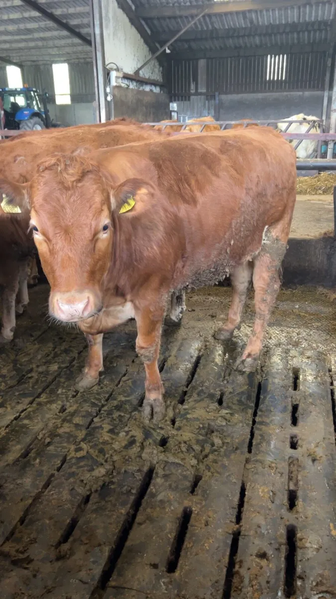 Continental heifers - Image 4