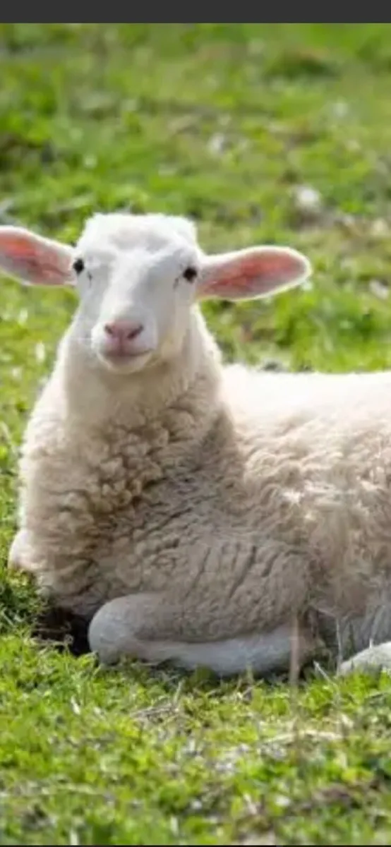 🔴Pet lambs wanted 🔴