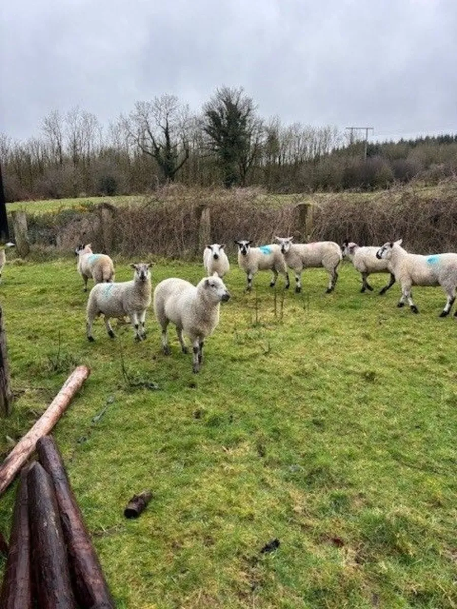 Sheep - Image 1