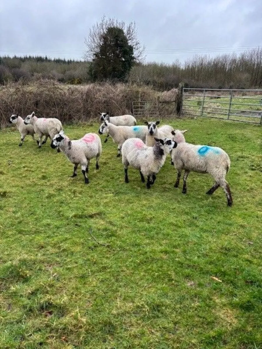 Sheep - Image 2