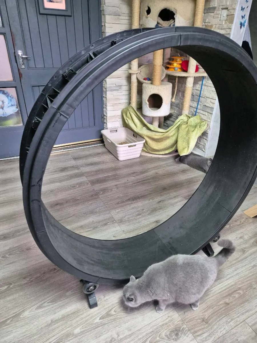 Cat wheel - Image 2