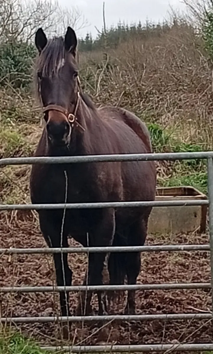 Gorgeous top quality Sports horse broodmare - Image 1