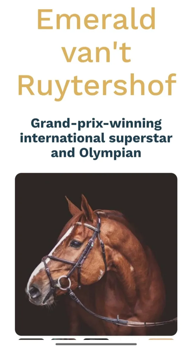 Gorgeous top quality Sports horse broodmare - Image 3