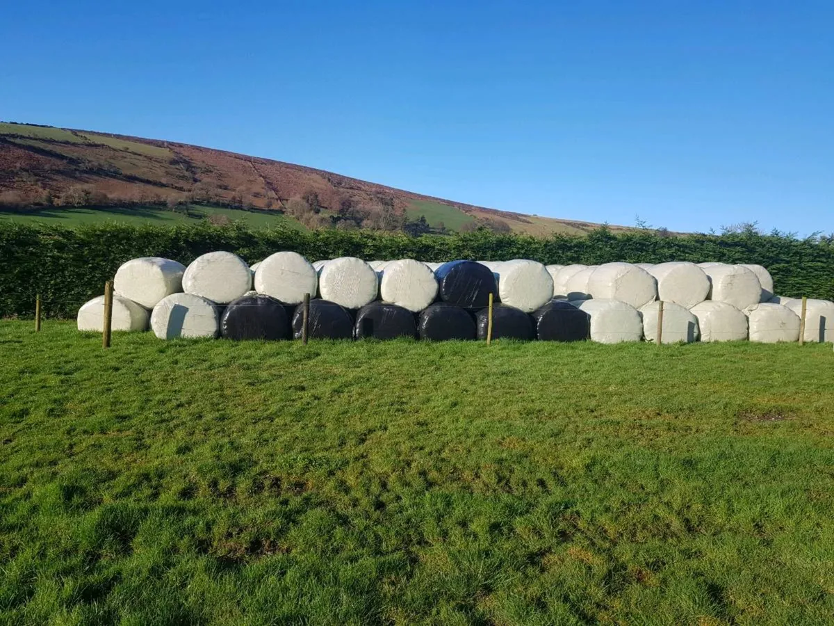 Good quality silage - Image 3