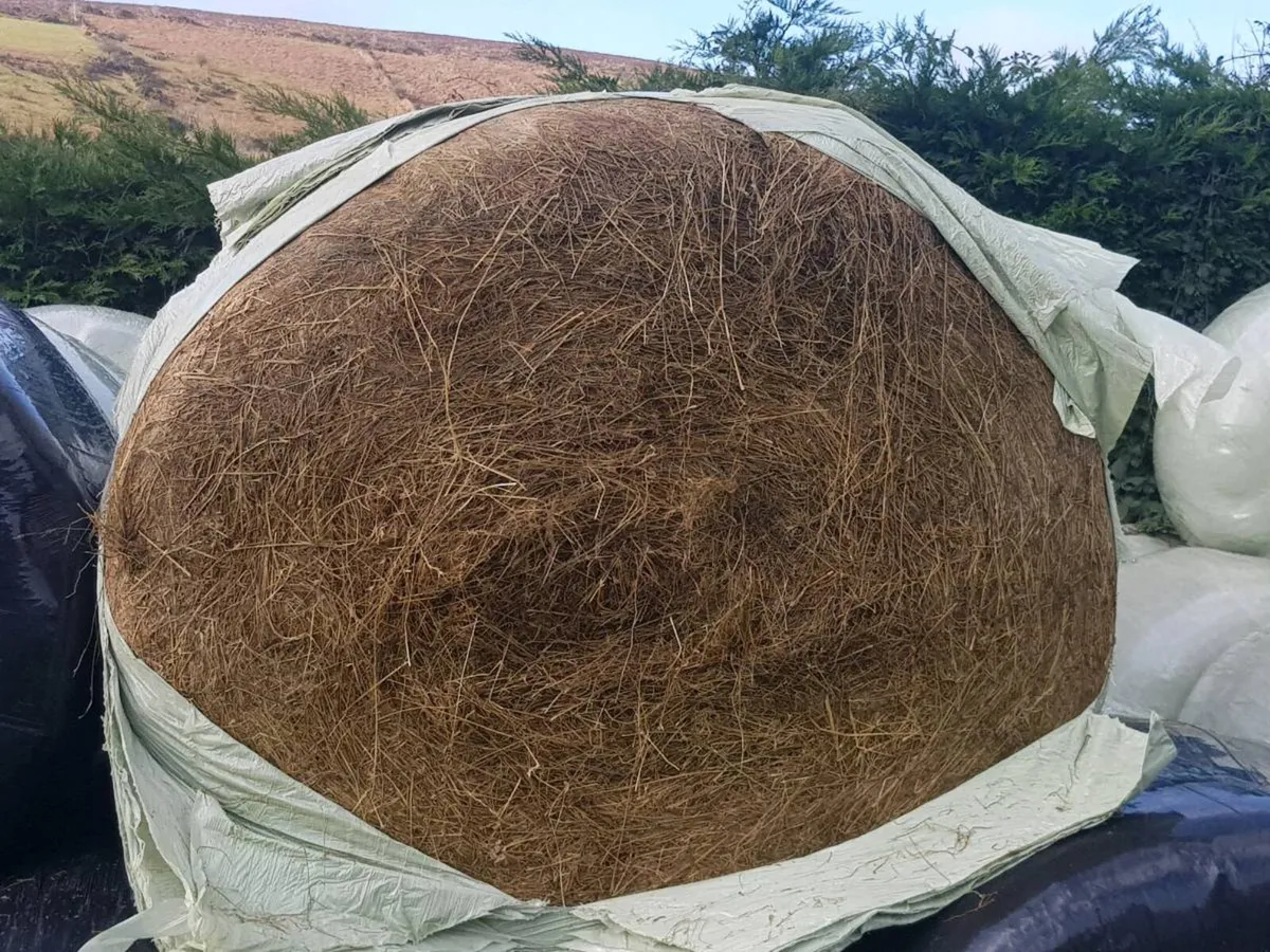 Good quality silage - Image 1