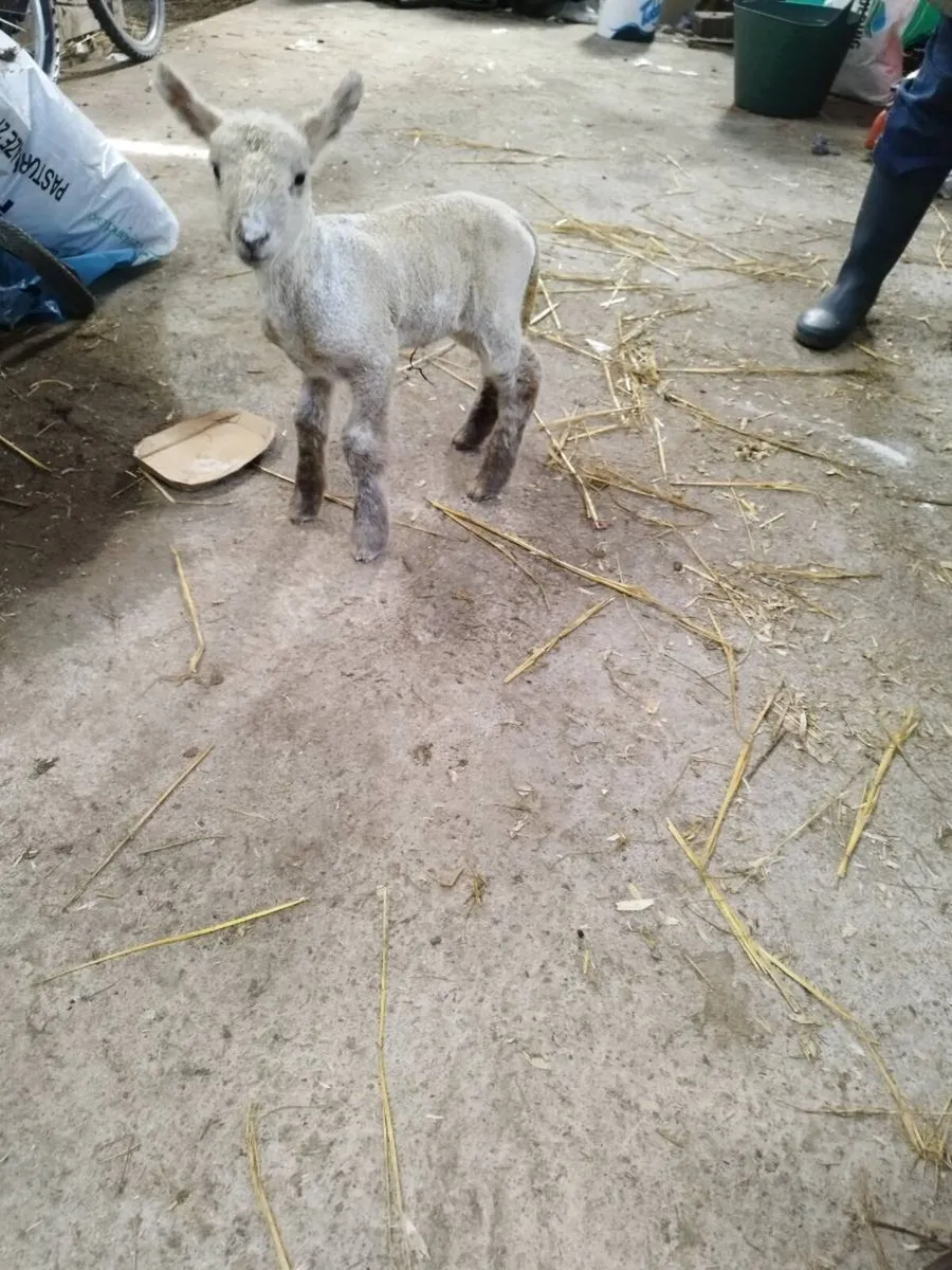 Foster lamb - Image 2