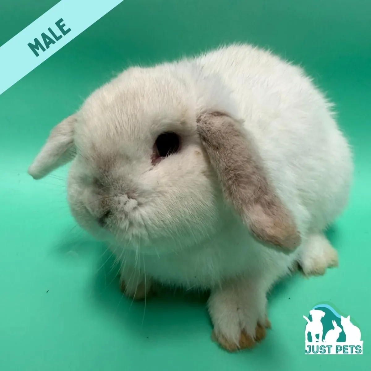 Pedigree Mini Lop Bunnies - Image 2