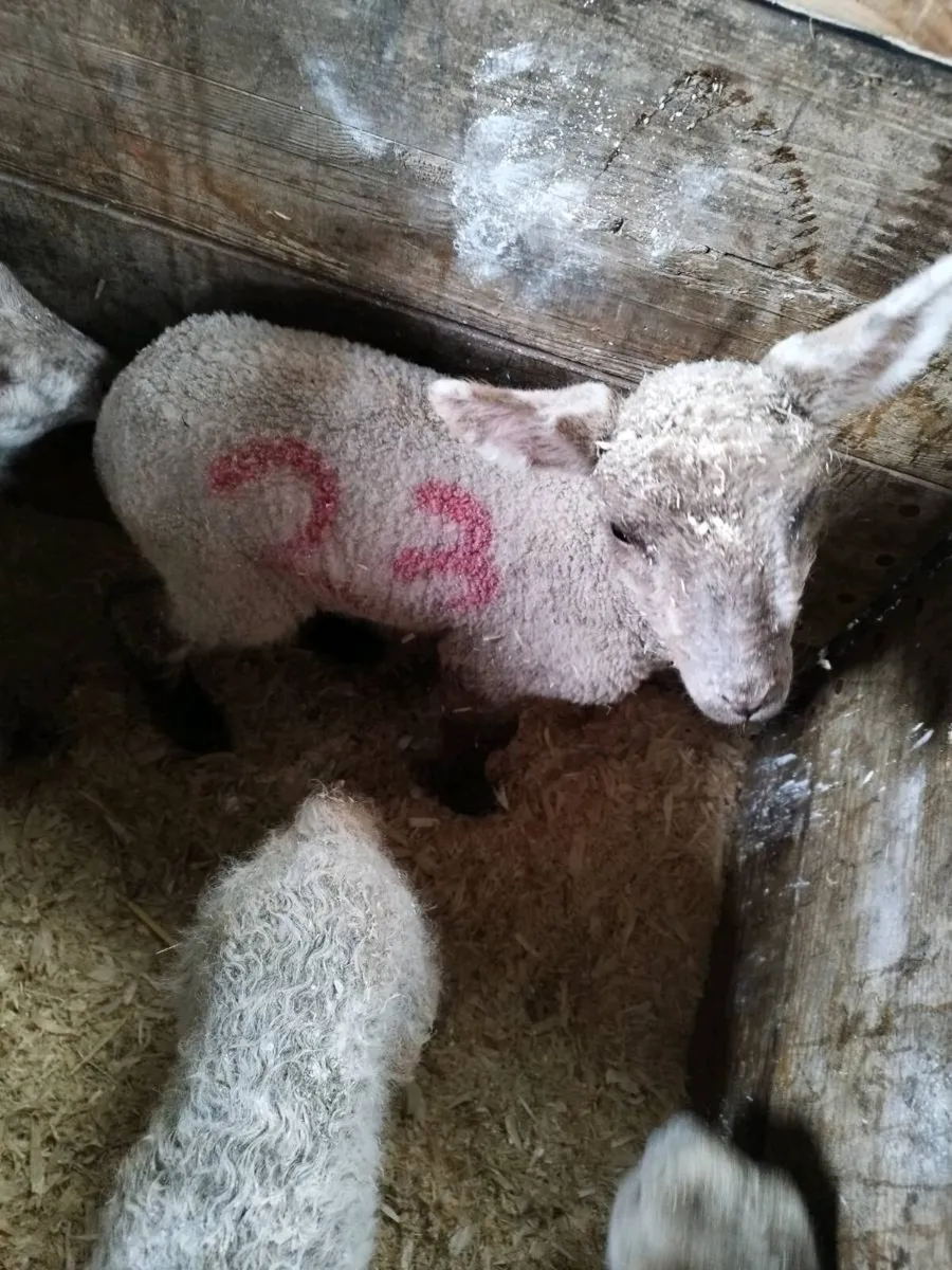 Foster lamb - Image 1
