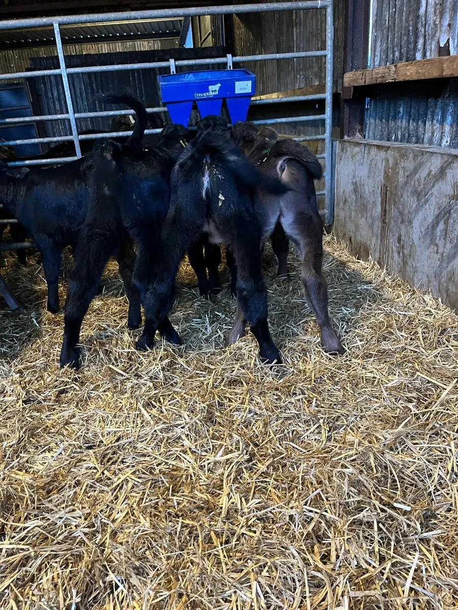 Angus heifers calves - Image 1
