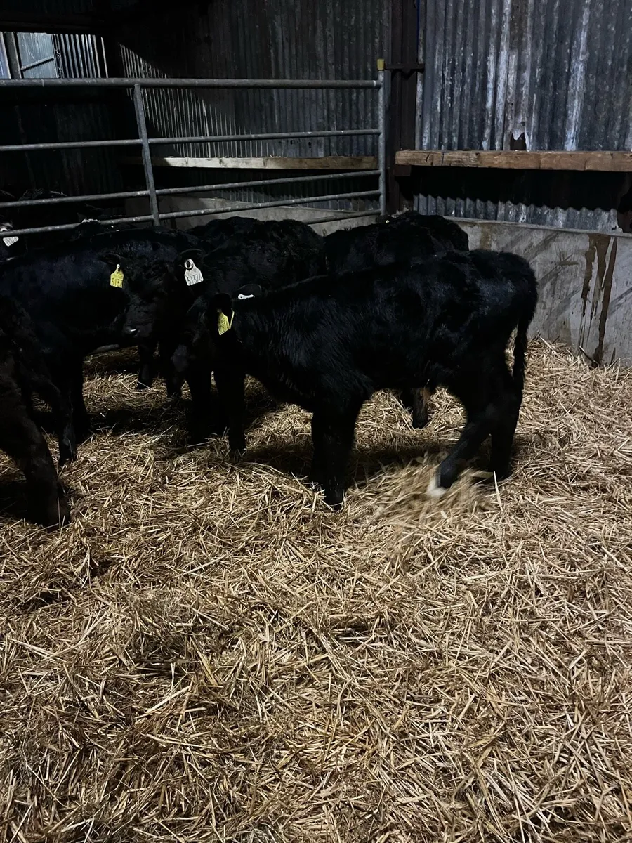 Angus heifers calves - Image 3