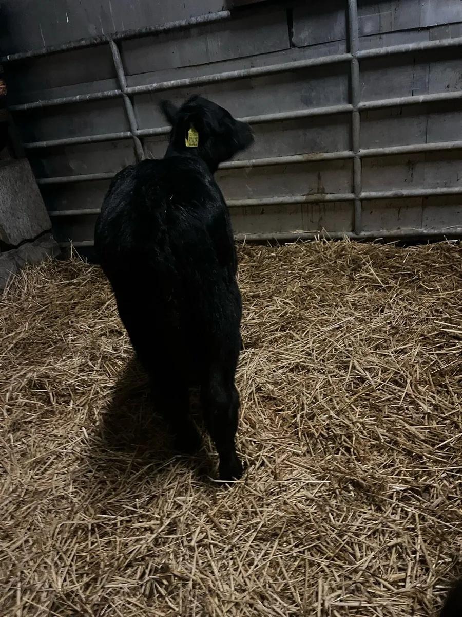 Angus heifers calves - Image 4