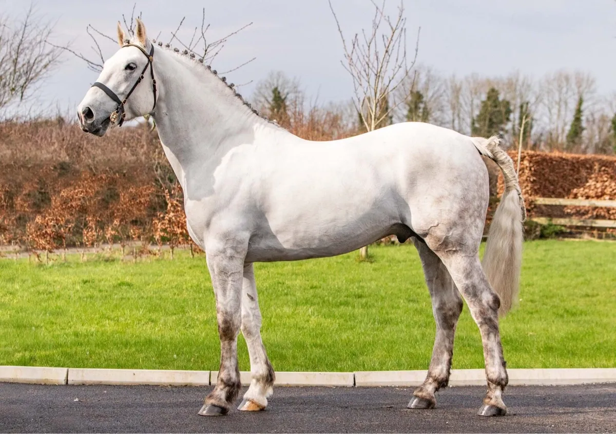 class 1 Irish Draught Mare - Image 4