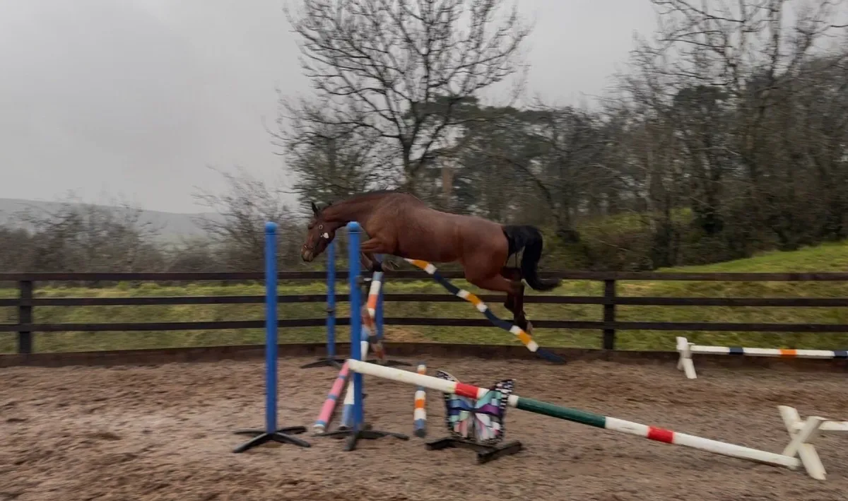 Scopey 4yo mare - Image 1