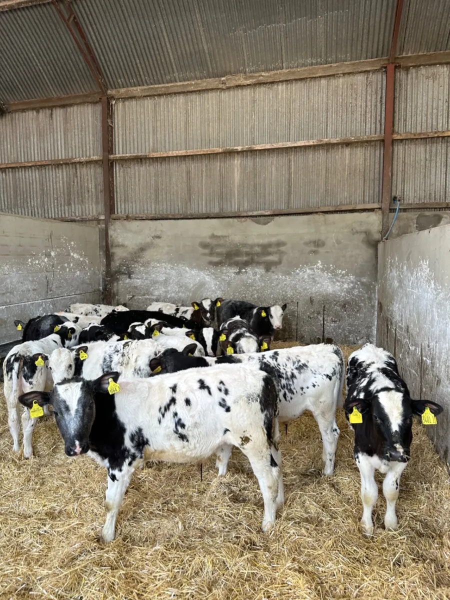 Blue bulls - Image 1