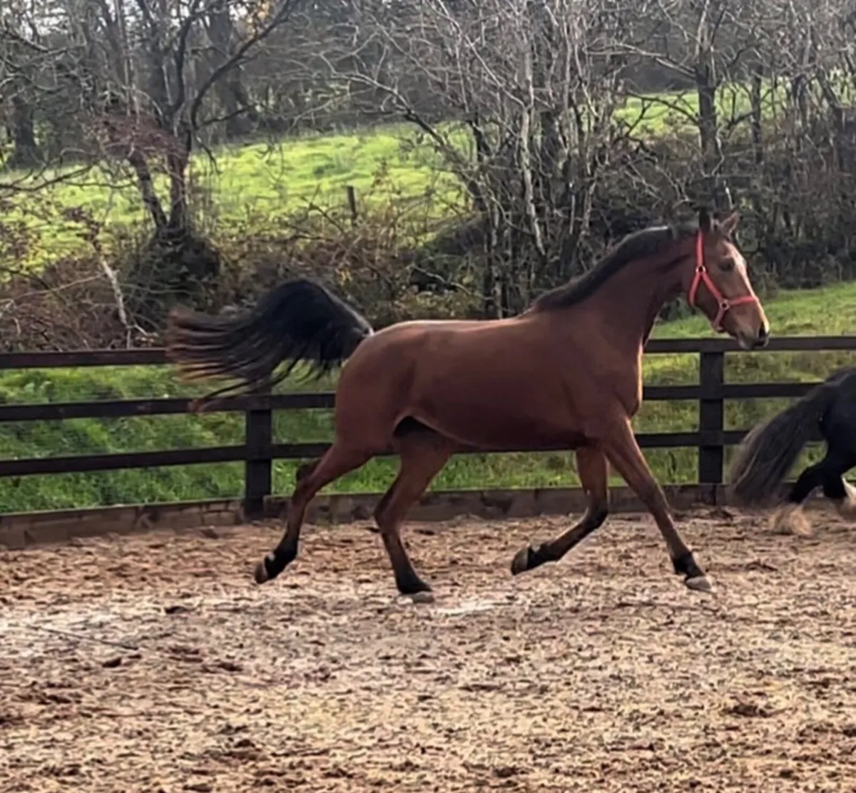 Scopey 4yo mare - Image 4