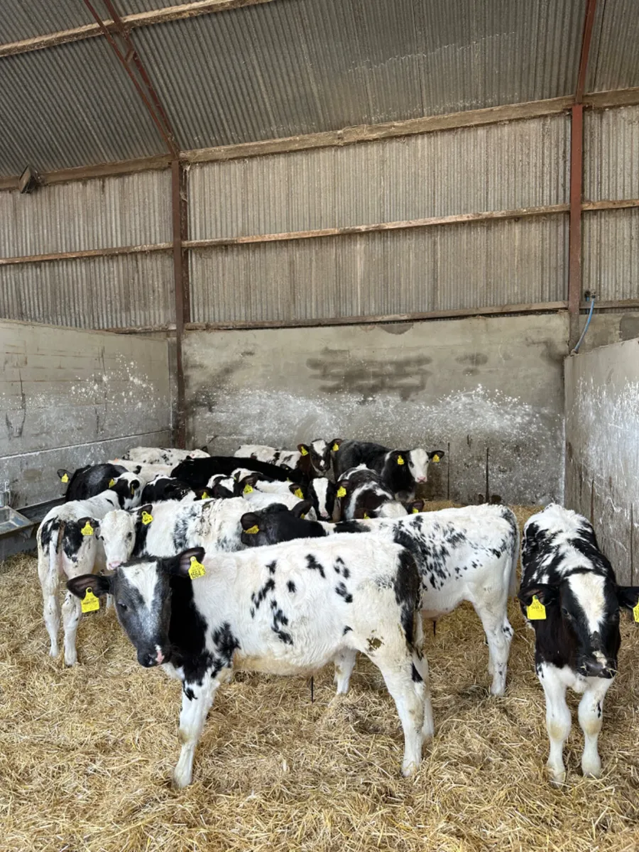 Blue bulls - Image 2