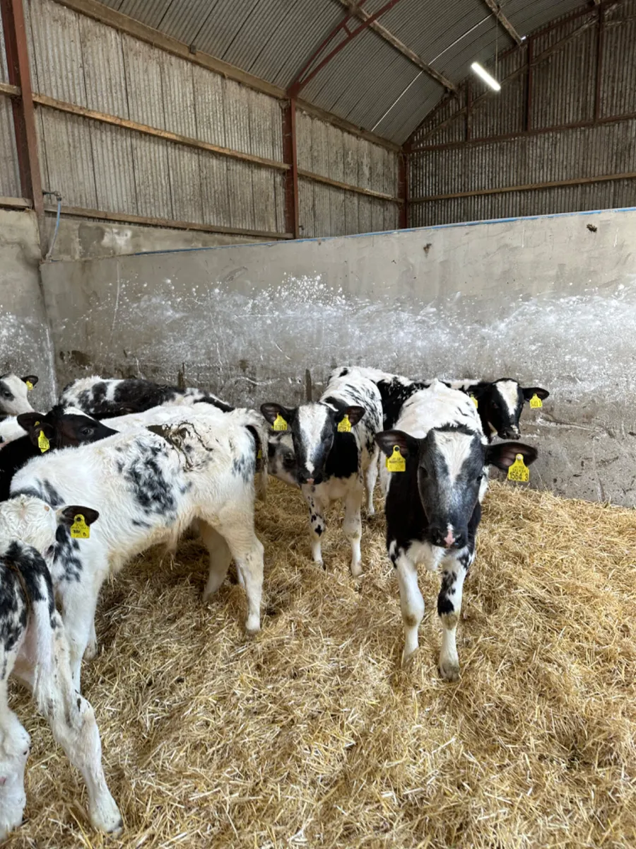 Blue bulls - Image 4