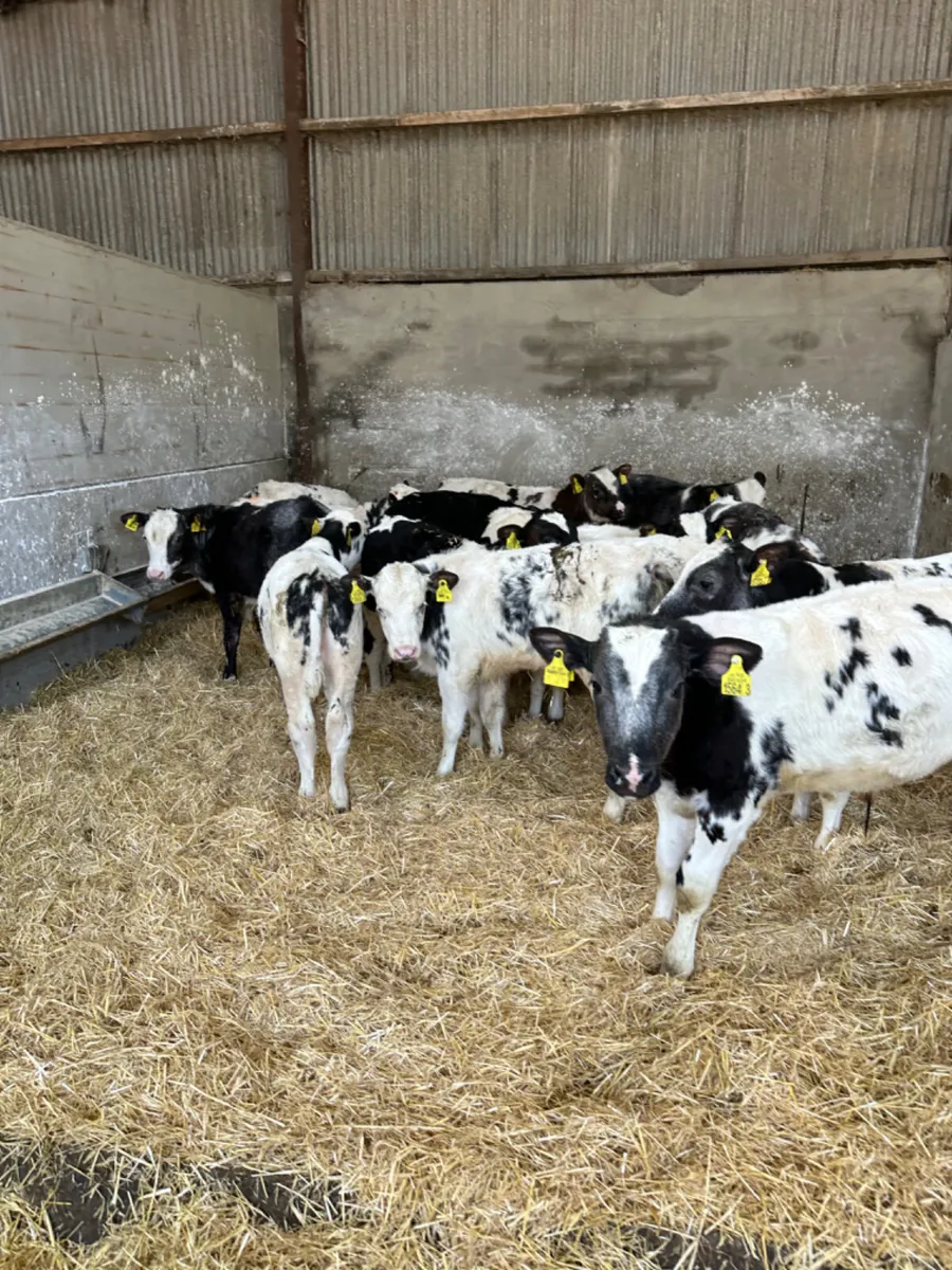 Blue bulls - Image 3