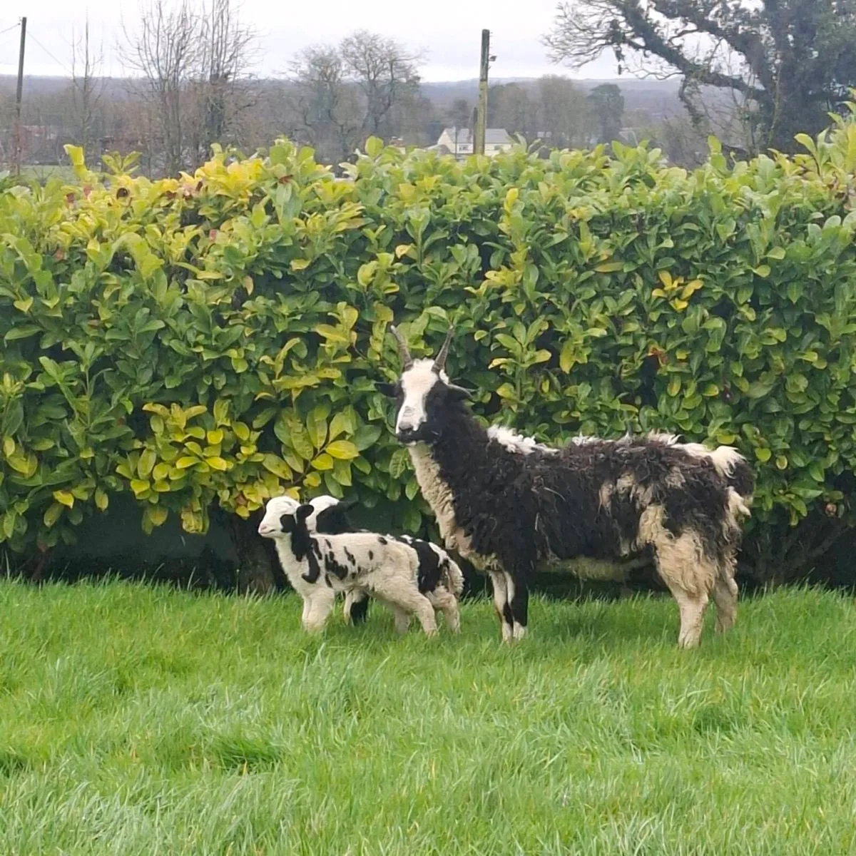 Jacob ewes and lambs - Image 2