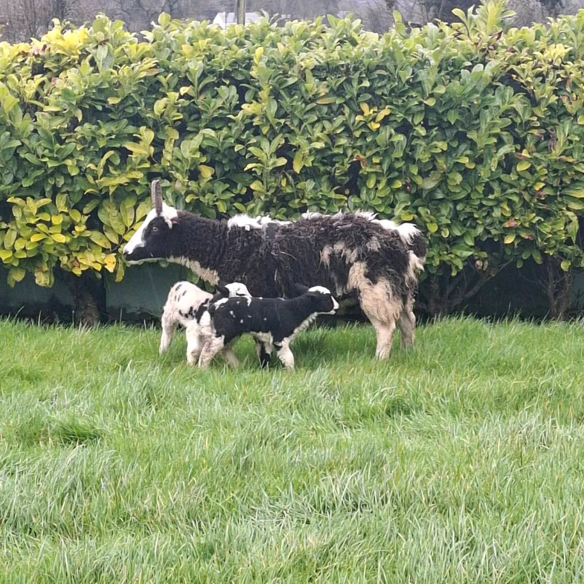 Jacob ewes and lambs - Image 3