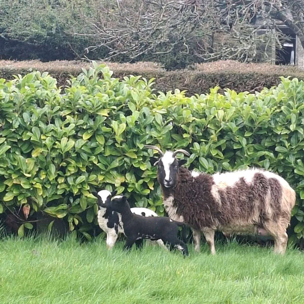 Jacob ewes and lambs - Image 4
