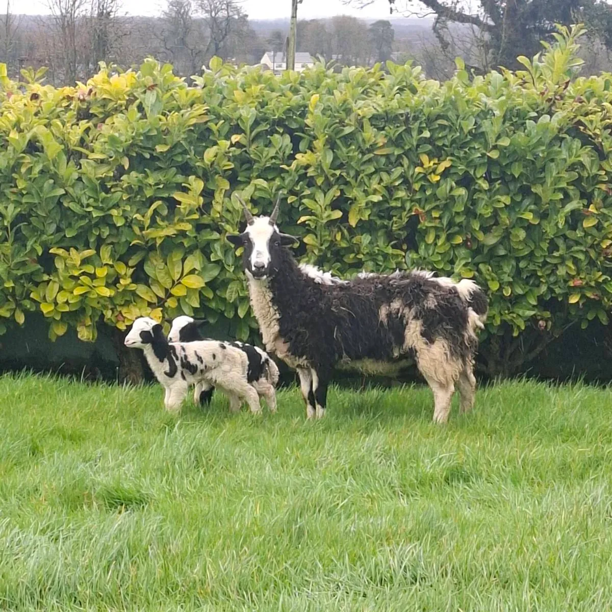 Jacob ewes and lambs - Image 1