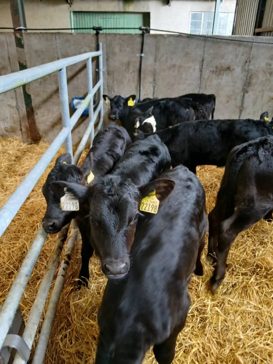 AA Calves for sale - Image 1