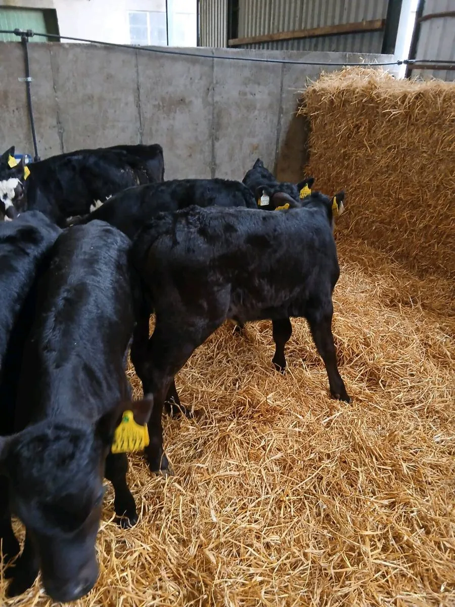 AA Calves for sale - Image 2