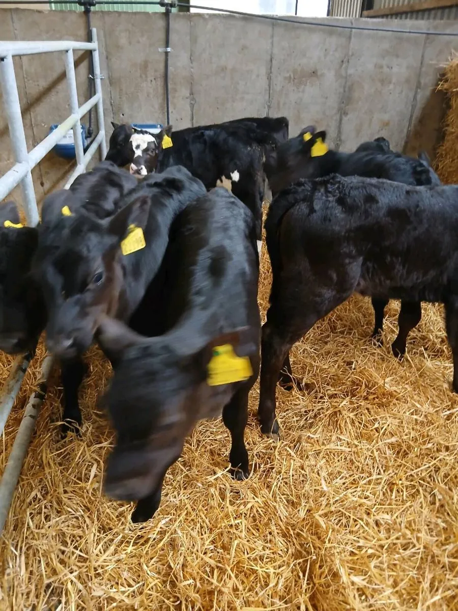 AA Calves for sale - Image 3
