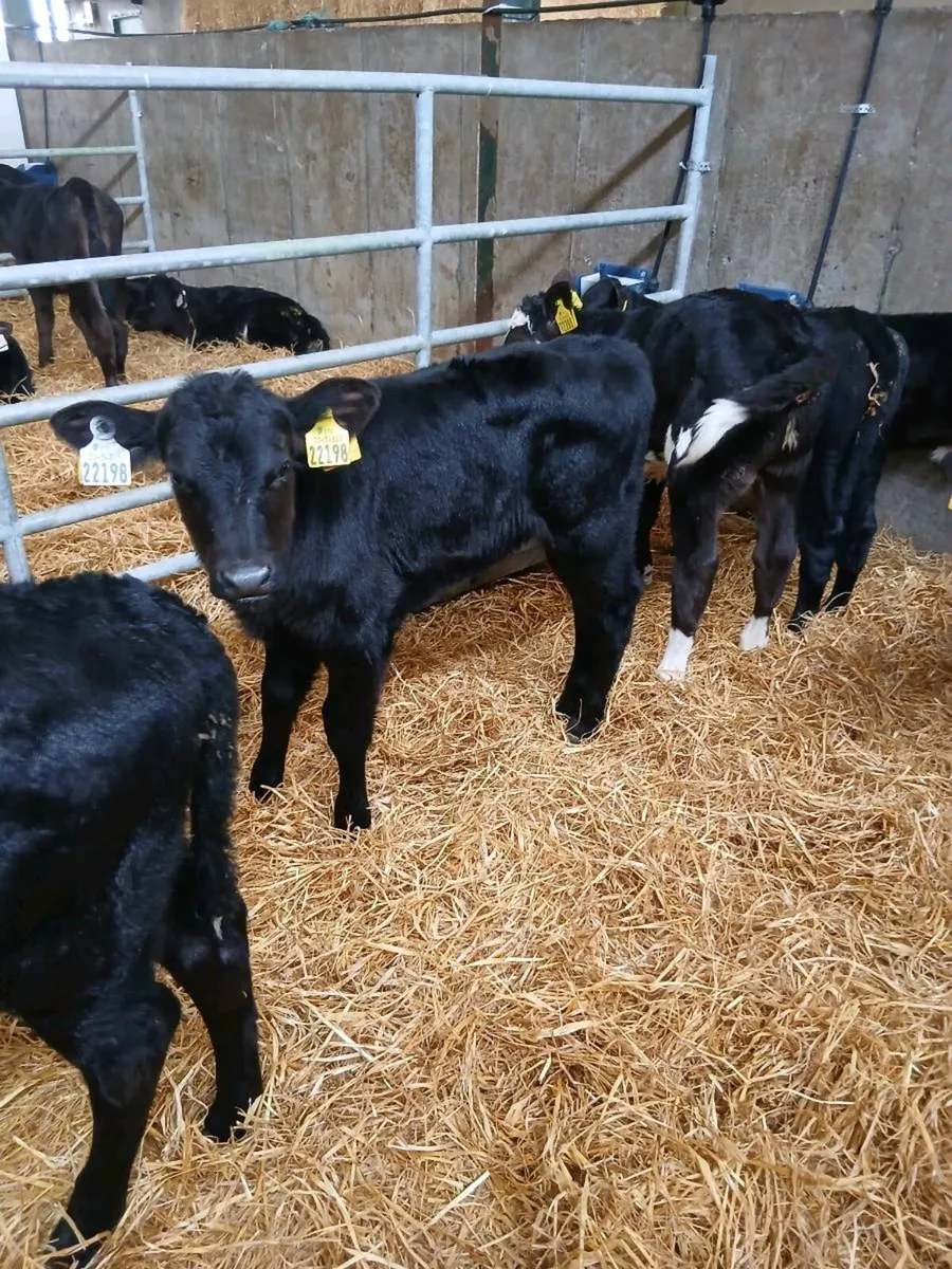 AA Calves for sale - Image 4