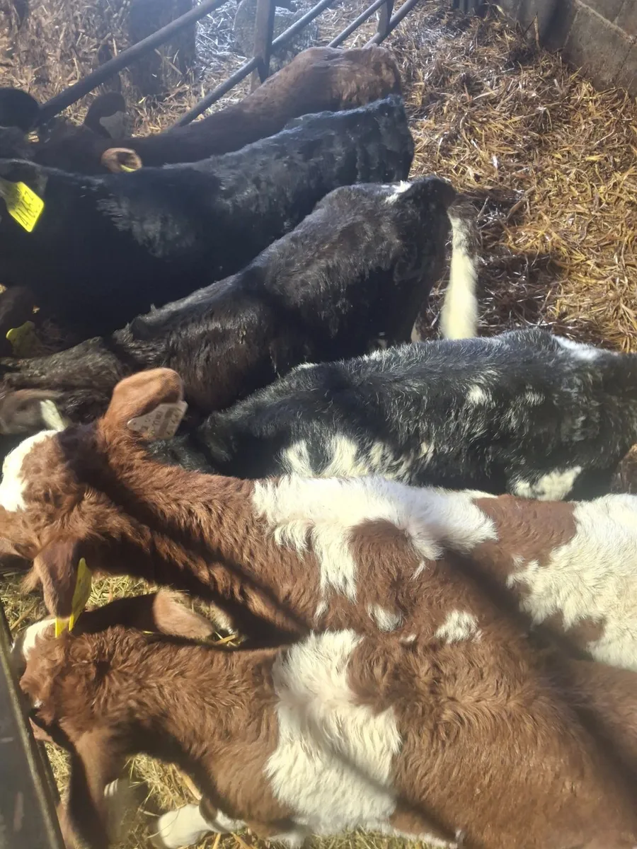 Organic calves - Image 1