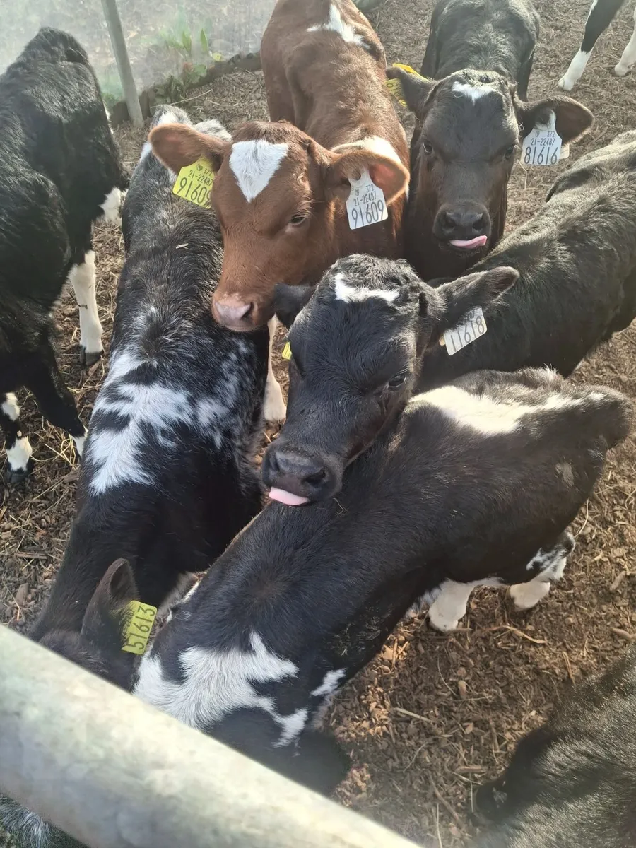 Organic calves - Image 2