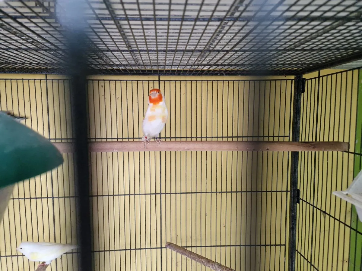 Hen Canary - Image 3