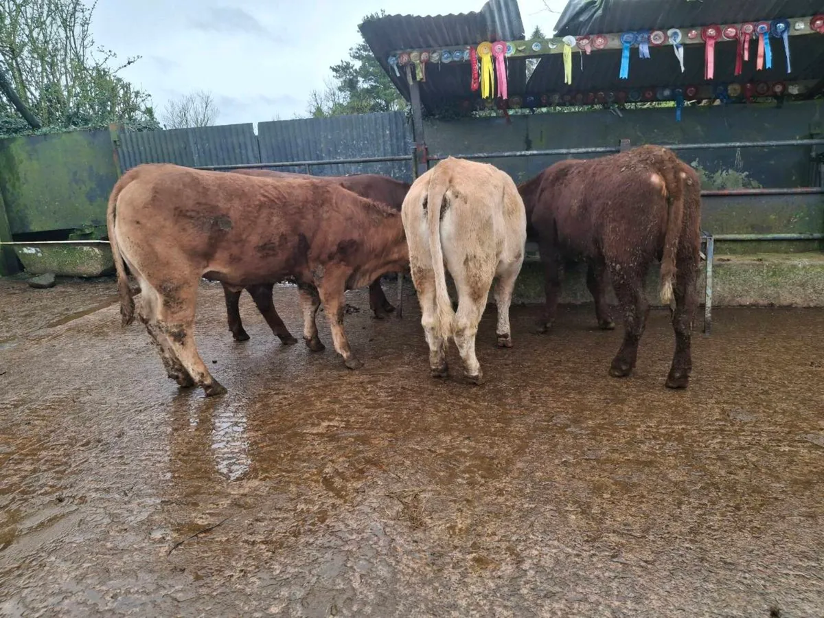 Breeding heifers - Image 1