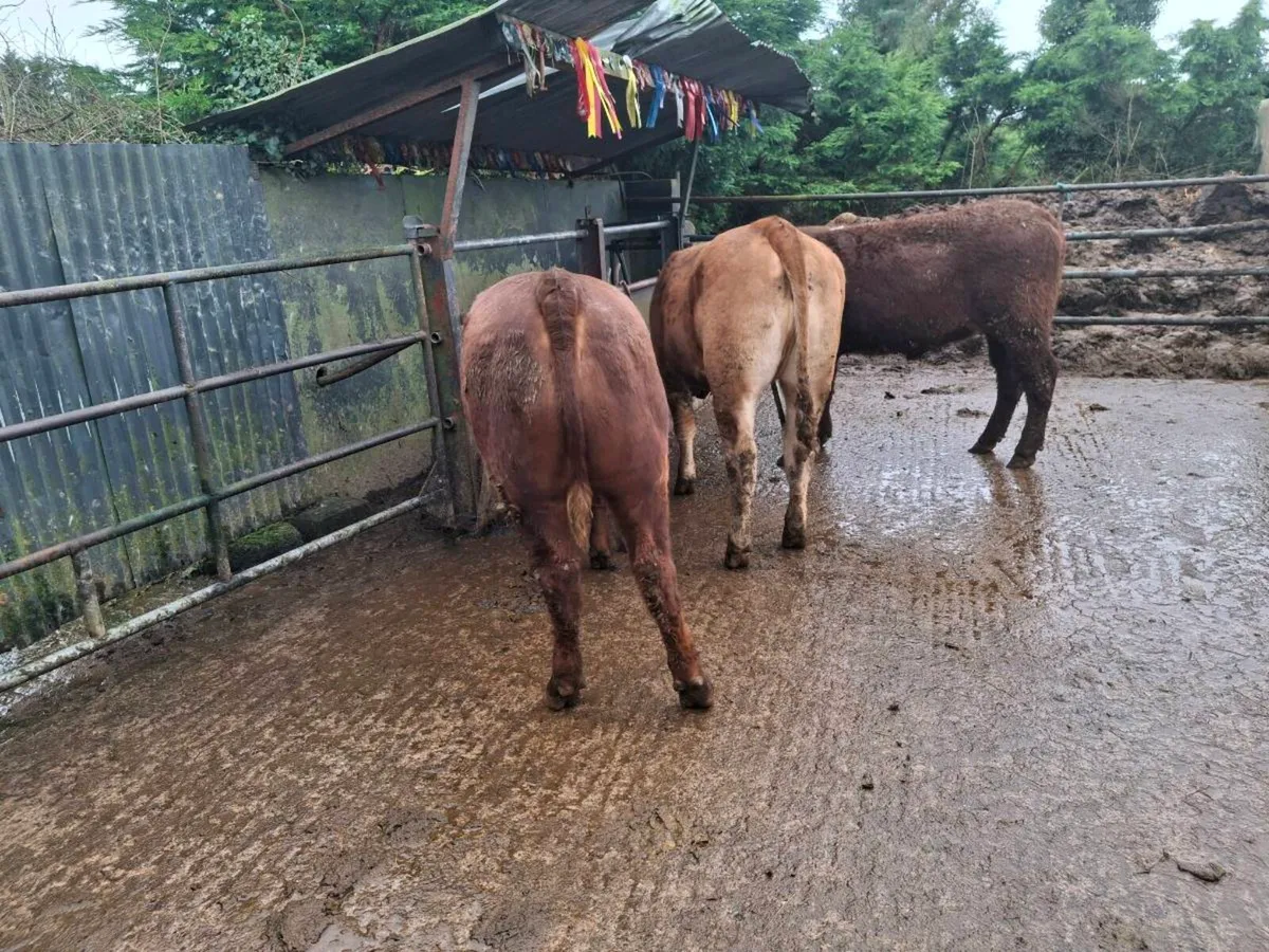 Breeding heifers - Image 4