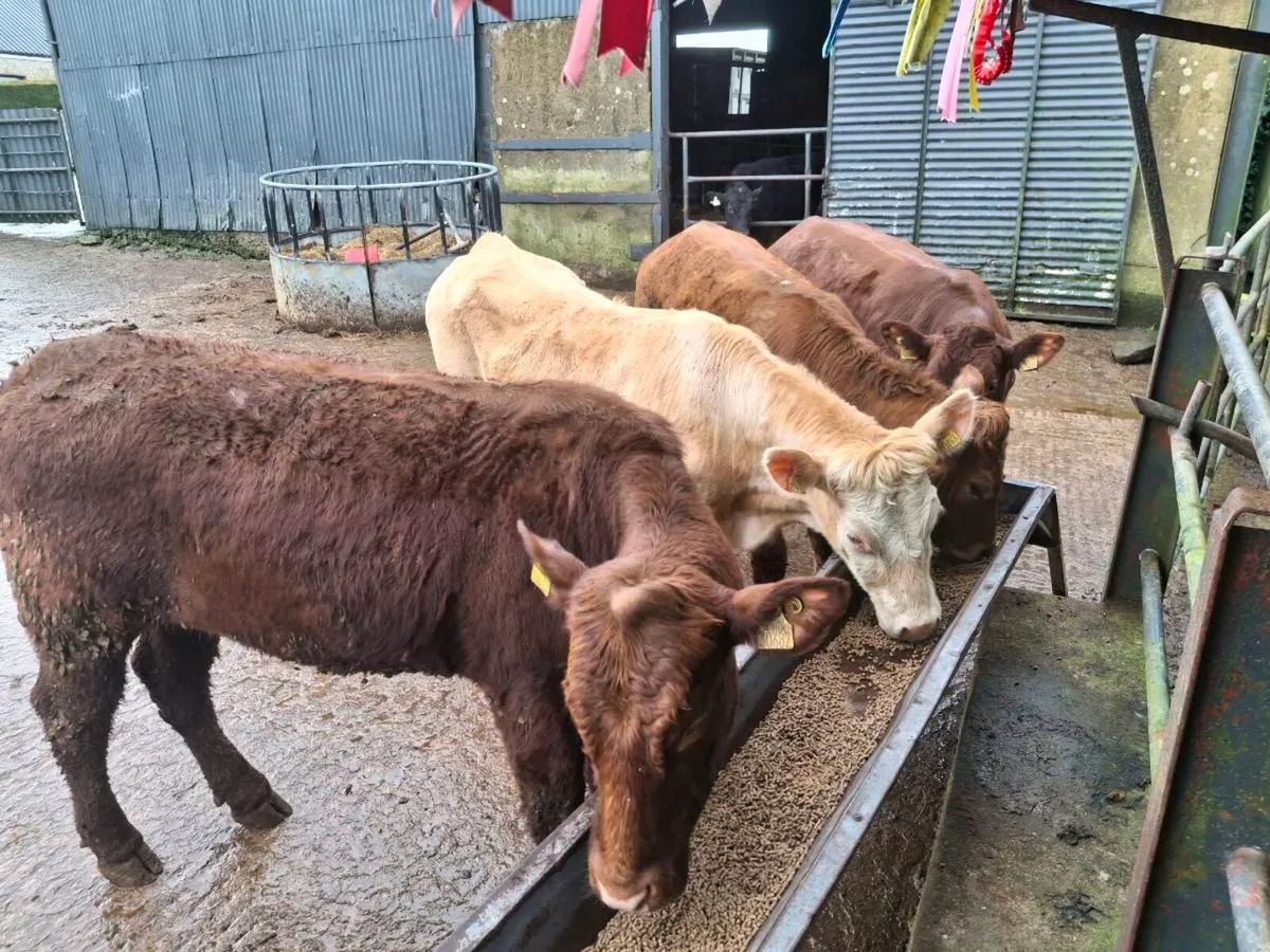 Breeding heifers - Image 2